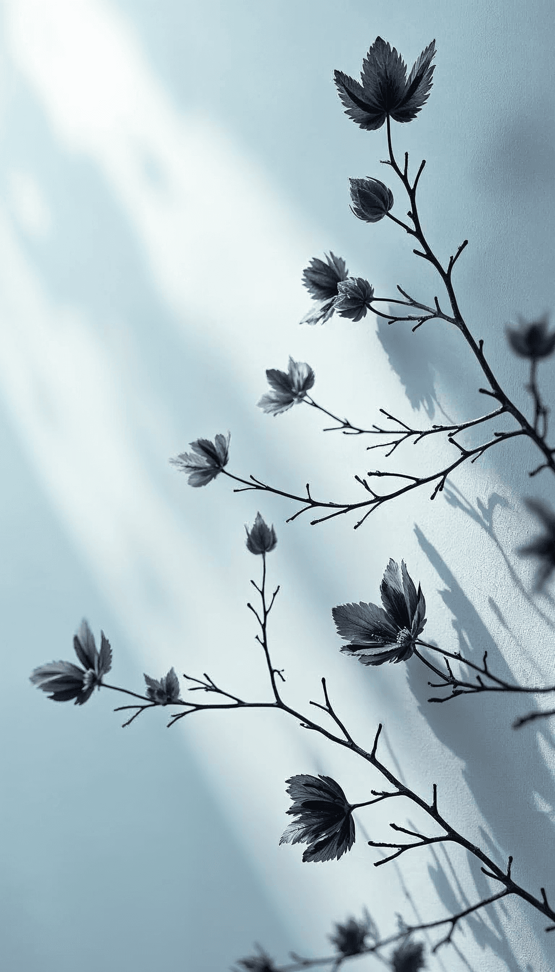 Silhouetted branches with leaves and buds casting shadows on a light blue background