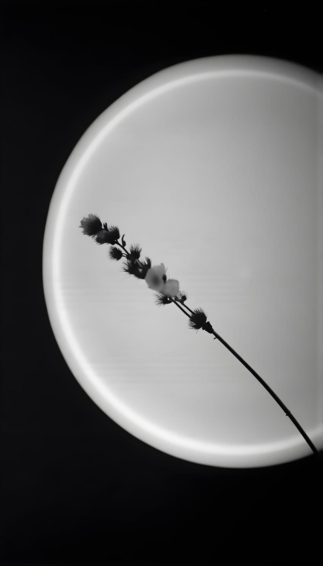 Black and white image of a stem with small flowers silhouetted by circular light.