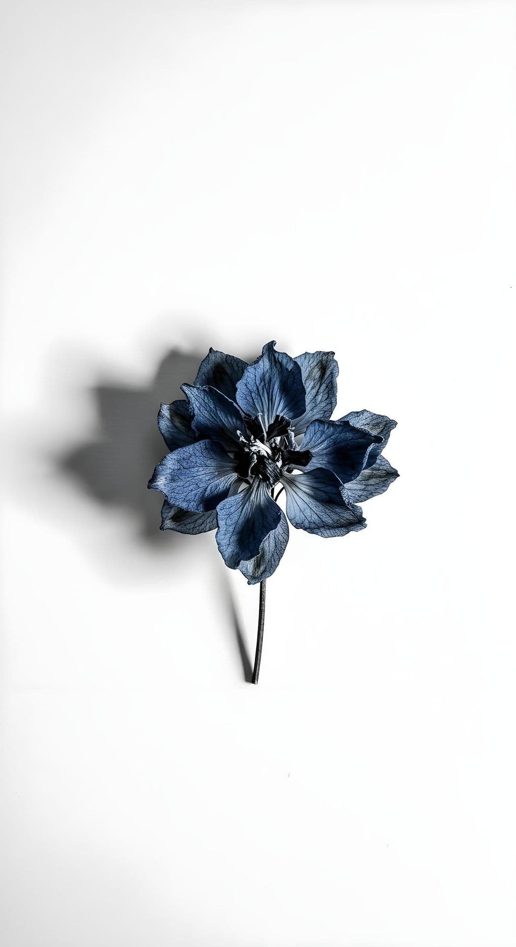 Deep blue flower with intricate petal details on a white background