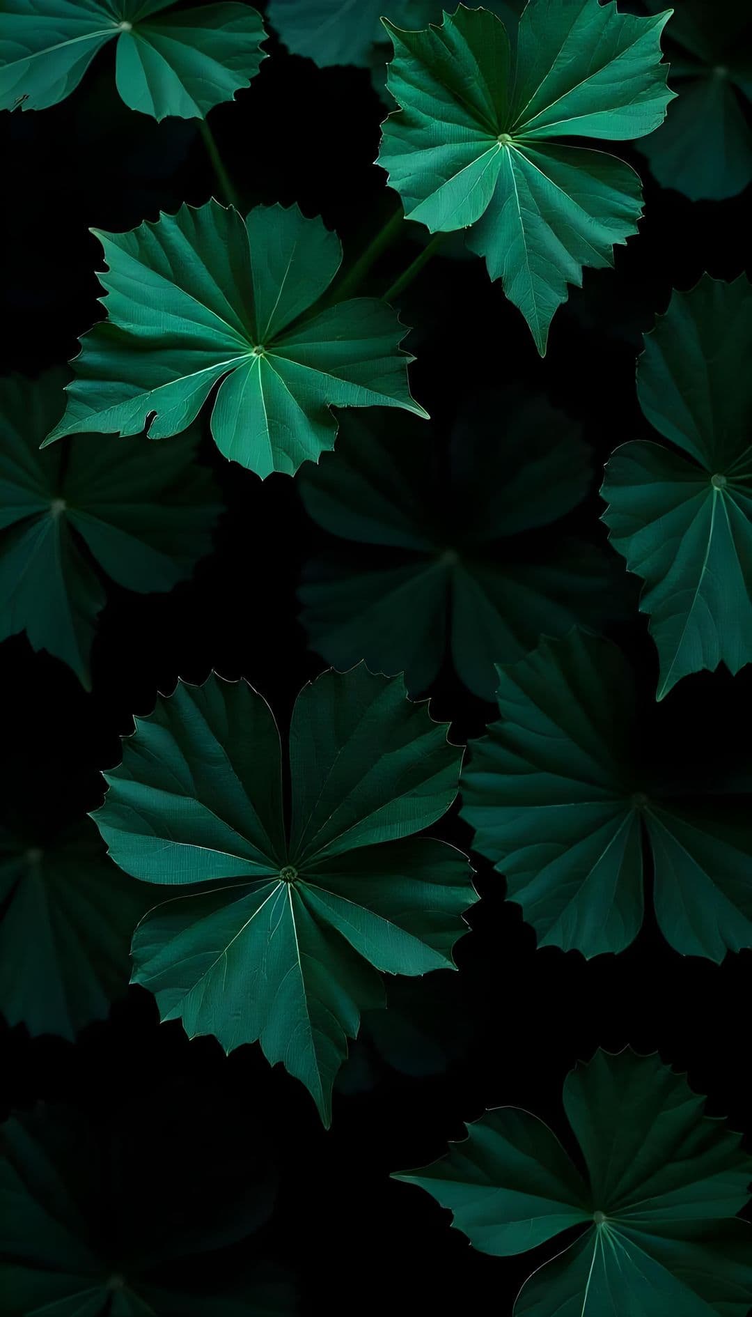 Large dark green leaves with veins on black background