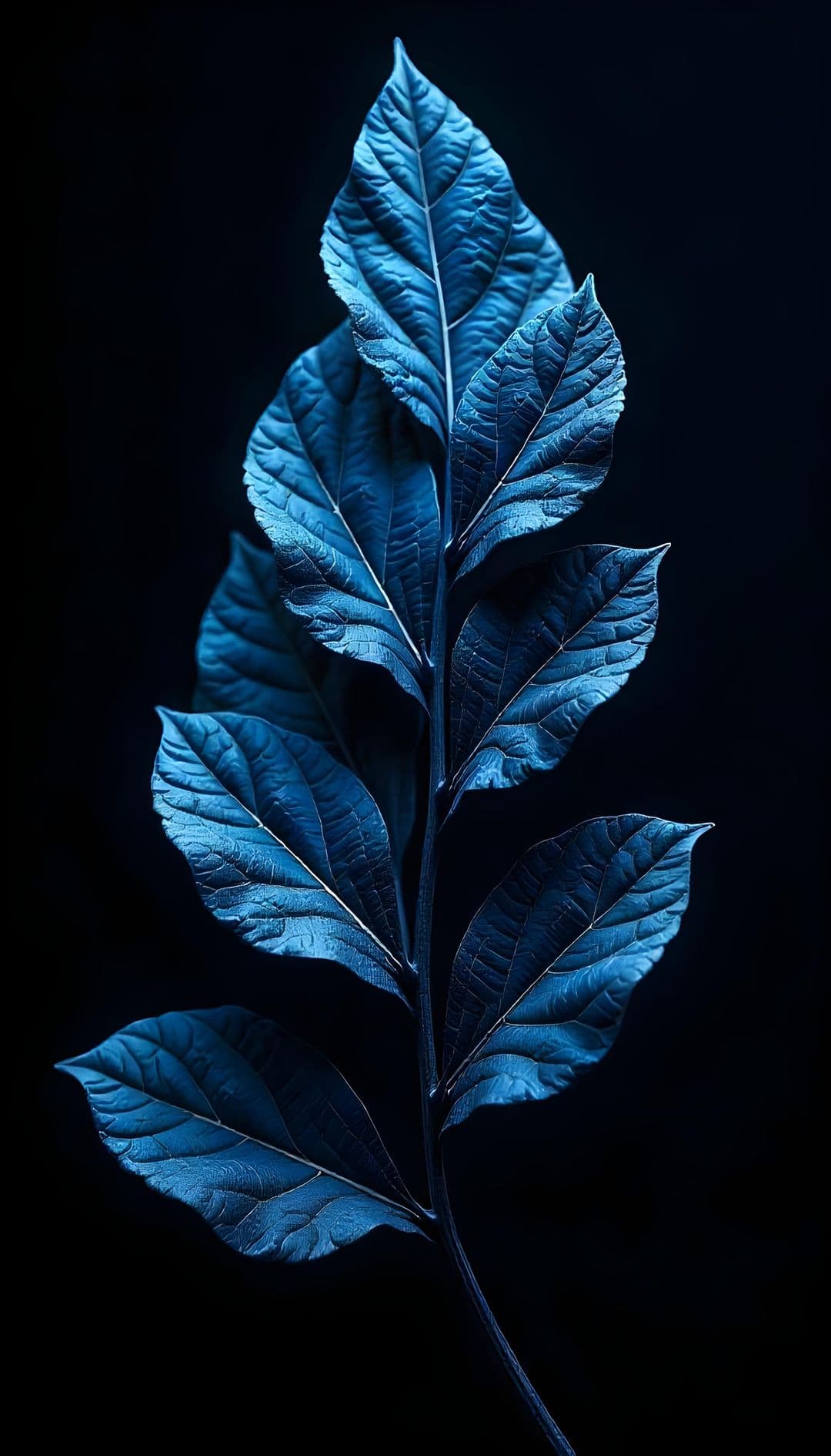 A single stem with large blue leaves on black background.