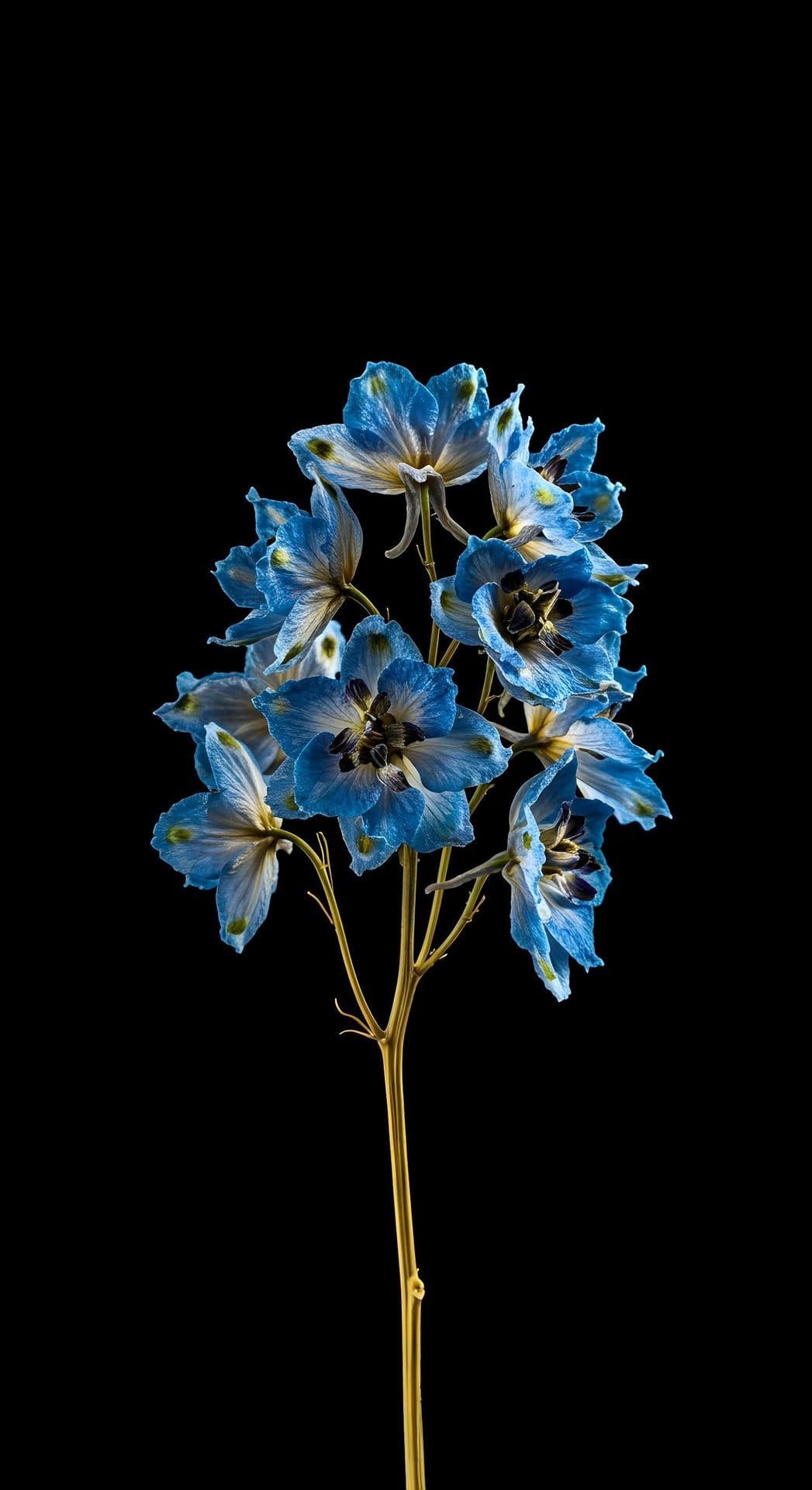 Blue flowers with intricate petals on a black background